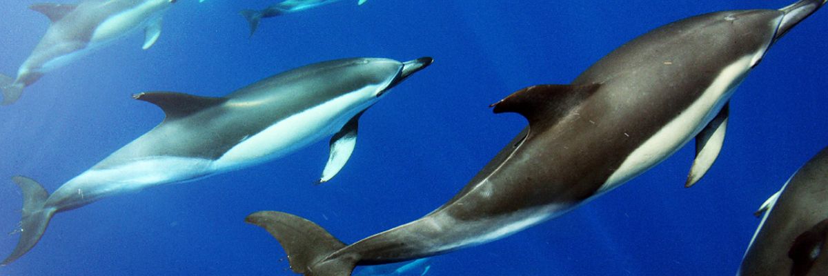 See lovely dolphins and swim around them