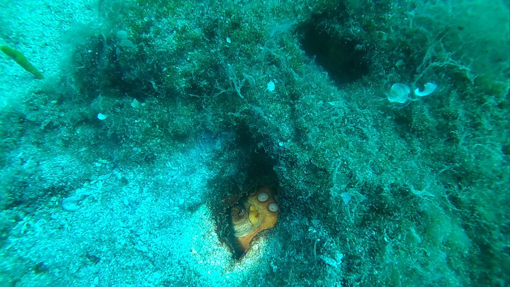 Underwater74